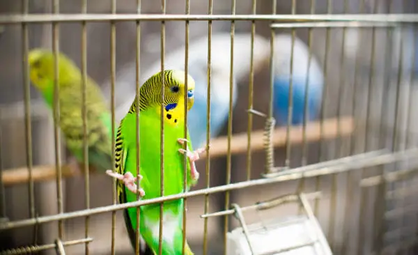What is the best thing to clean a birdcage with