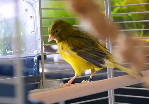 What to consider when housing budgies and canaries together