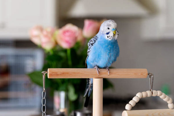 What type of TV programming is suitable for budgies to sleep with