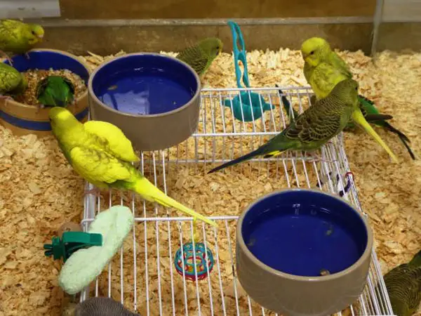 What type of noise is considered safe and calming for budgies