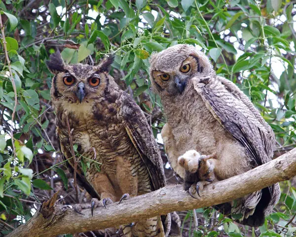 When Is Owl Mating Season