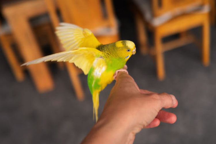 Why Can't My Budgie Fly Properly