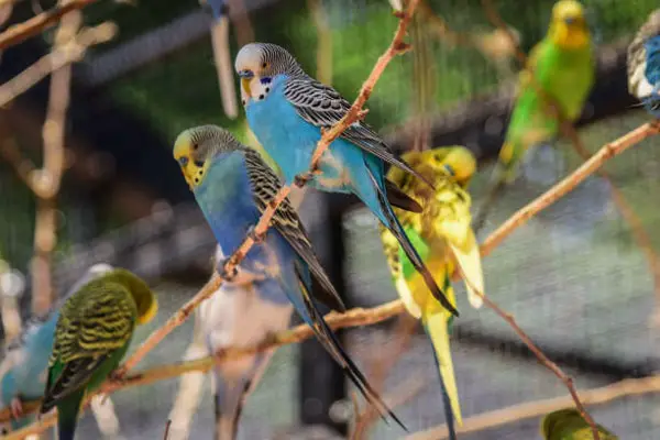 Why is a quiet environment beneficial for budgies sleep