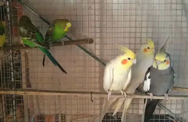 Why you may want to avoid keeping budges and cockatiels in the same cage