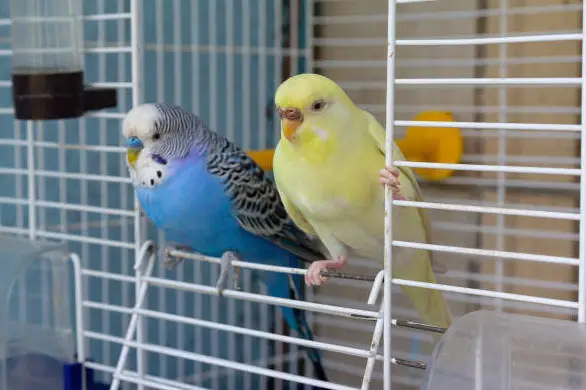 Your budgie could be unwell