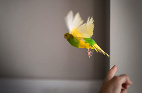 Your budgie missed flying lessons