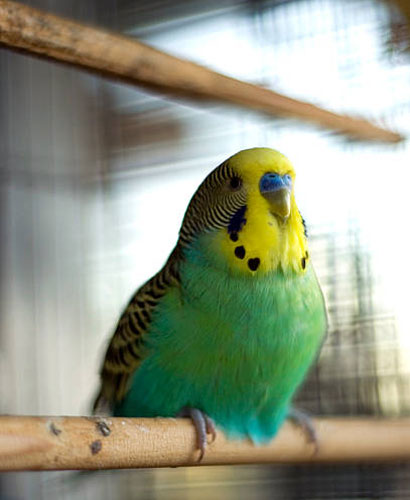 budgie to the veterinary