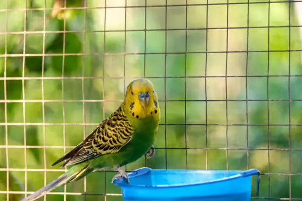 budgies outside in winter