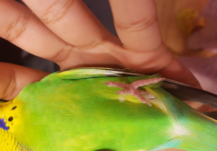 Behavioral Changes in Budgies with Bumblefoot