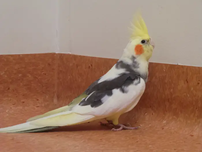 Setting up a training area inside the cockatiel's cage.