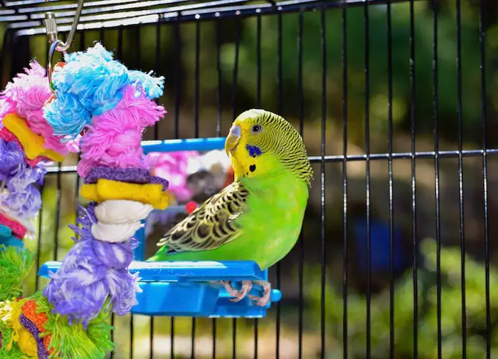 Budgie Accessories