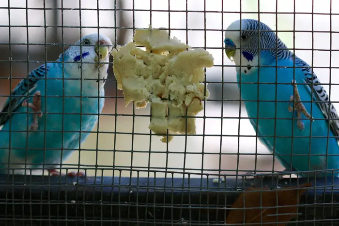 Budgie Behavioral Cues