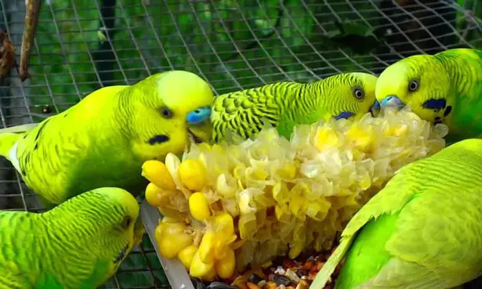 Budgie Nutrition