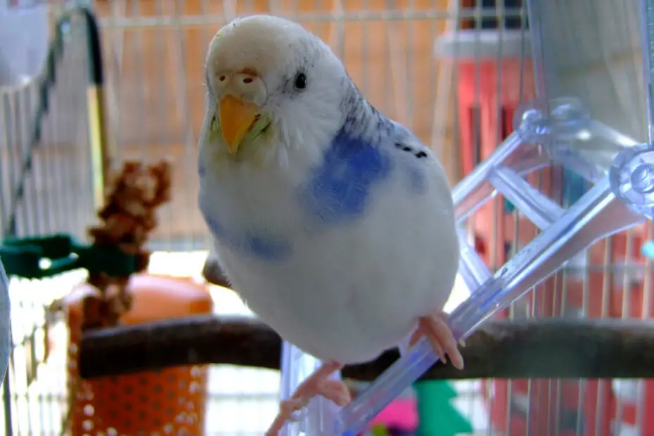 Budgie Pet Care