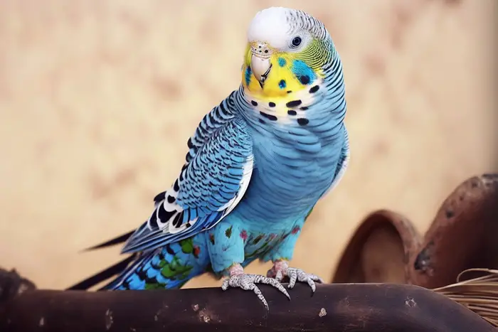 Budgie Price