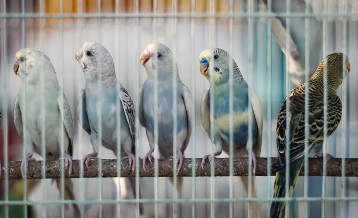 Budgie Prices