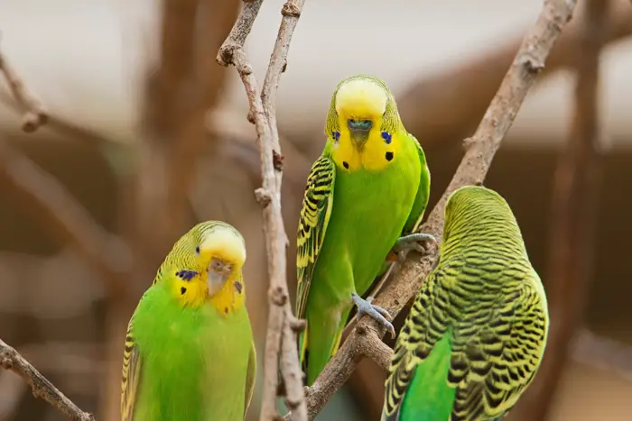 Budgie Species and Breeds
