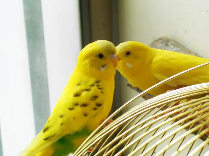 Budgie Veterinary Costs