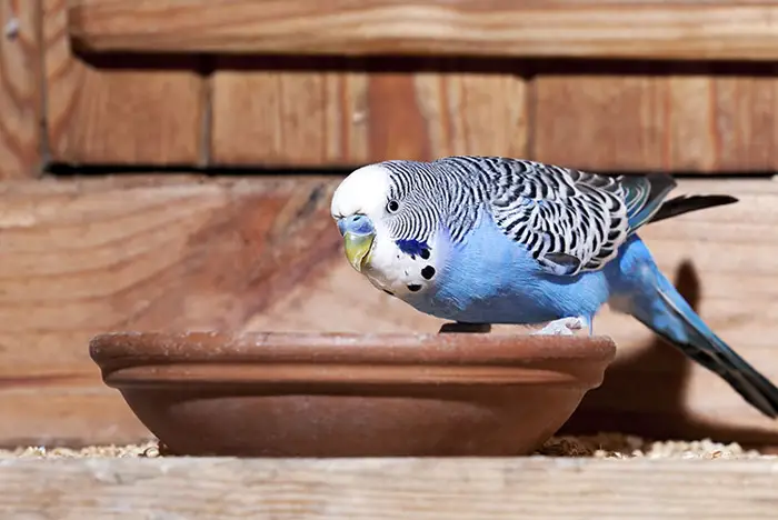 Budgie eating seeds from a dish