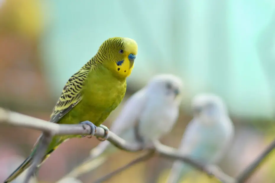 Bumblefoot In Budgies