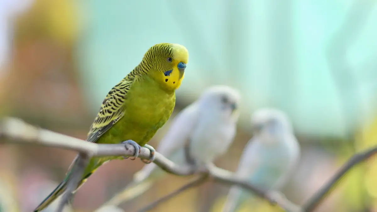 Bumblefoot In Budgies What Causes It? How to Treat?