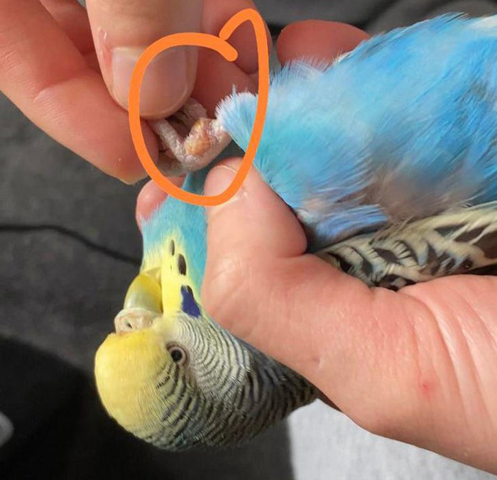 Causes of Bumblefoot in Budgies