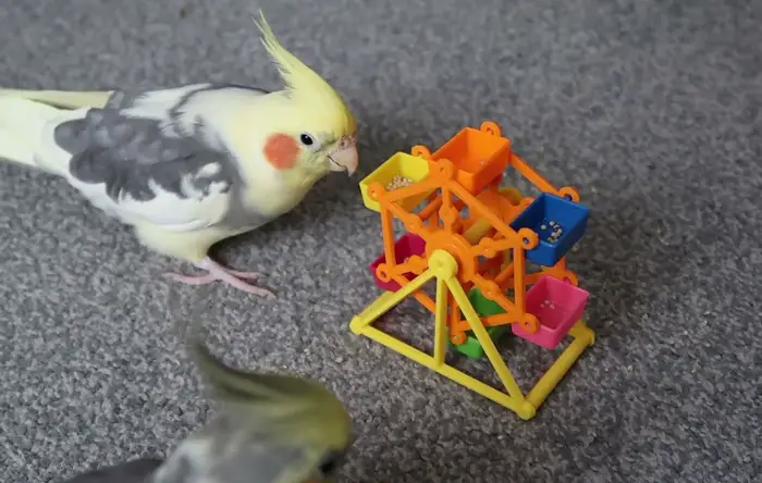 Choosing the Right Trick for Your Cockatiel