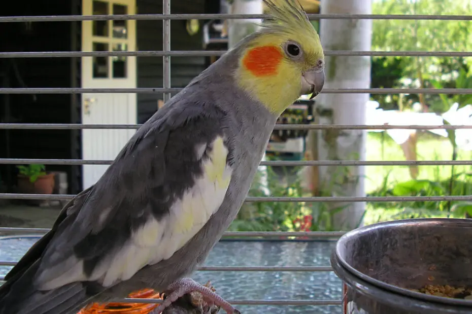 Cockatiel Cage Size And Type