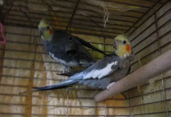 Cockatiel Cage Size