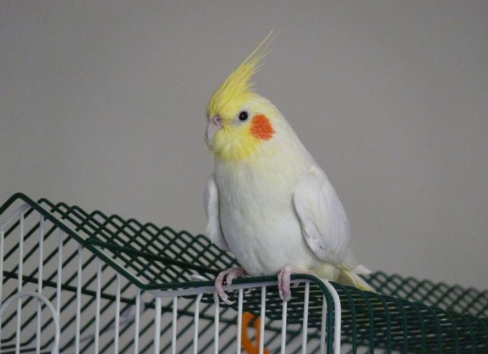 Cockatiel's Housing-Related Behavioural Issues