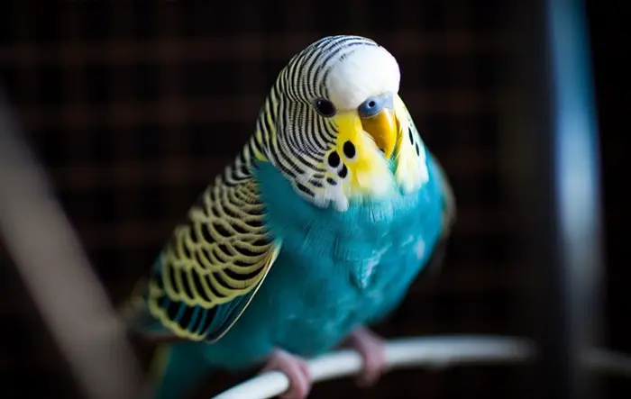 How To Tame A Budgie Fast