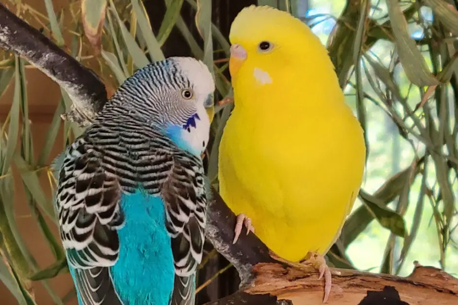 How To Tame A Budgie Fast