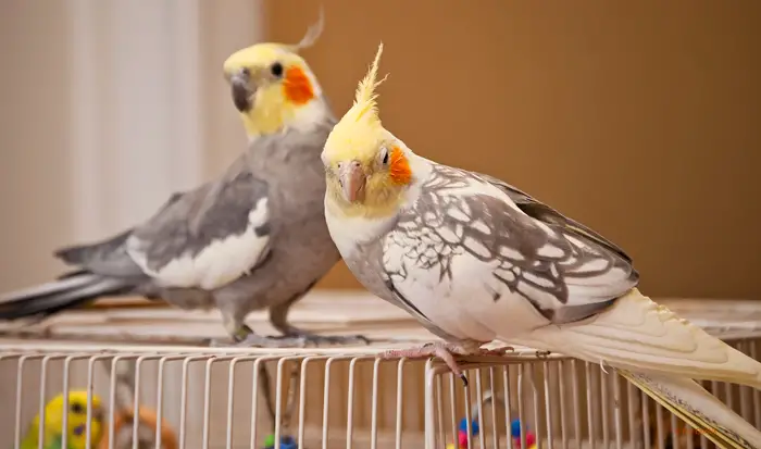 Monitoring Cockatiel Behavior