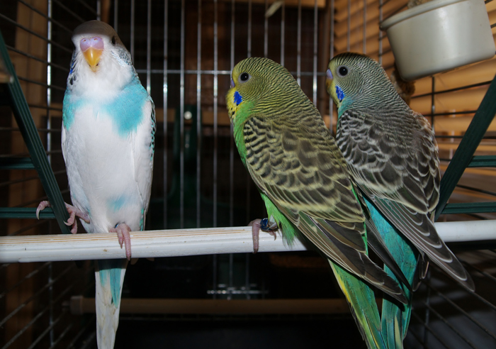 Preventing Bumblefoot in Budgies