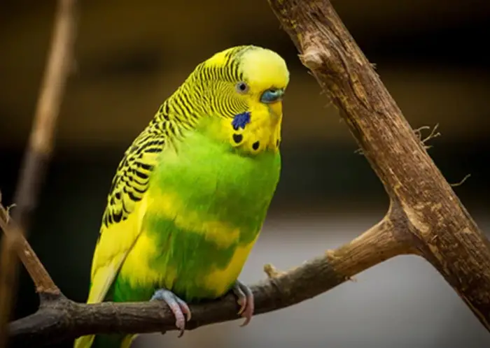 Symptoms of Bumblefoot in Budgies