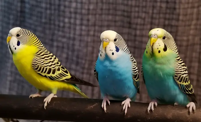 Tame A Budgie Fast