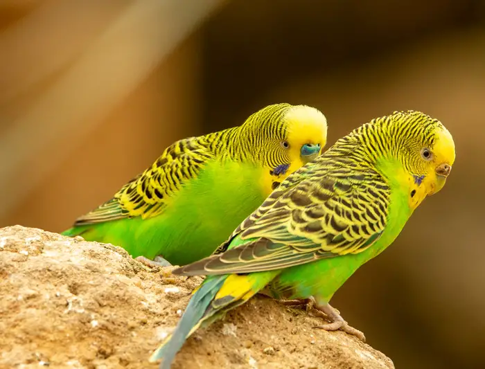 Tips For Taming A Budgie