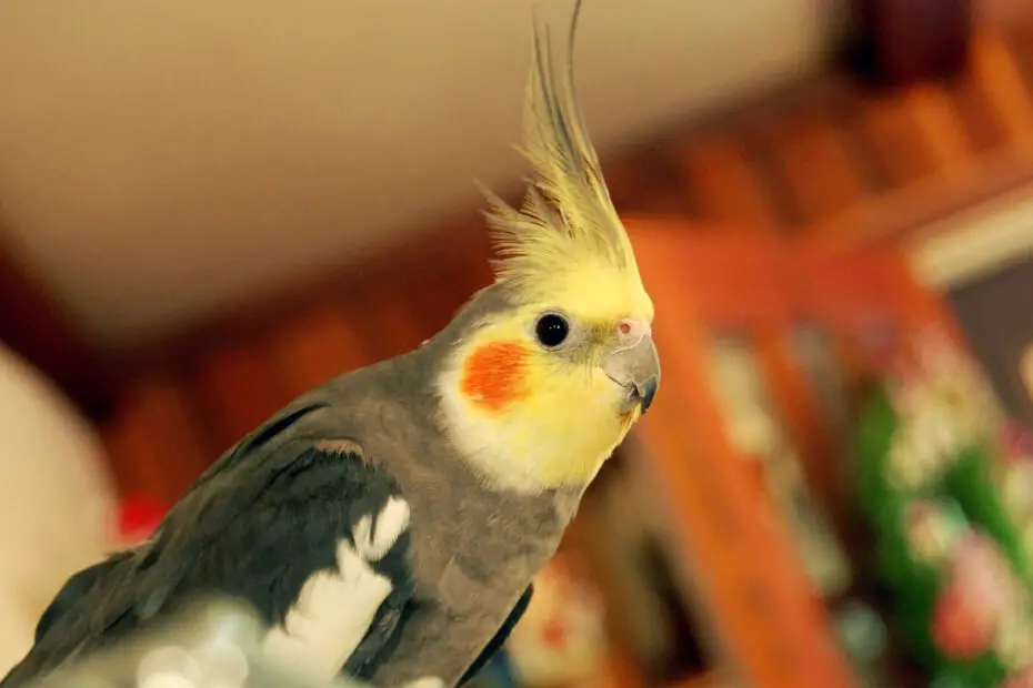 Training Cockatiels