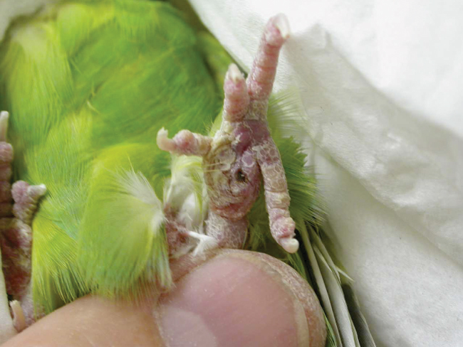Treatment of Bumblefoot in Budgies