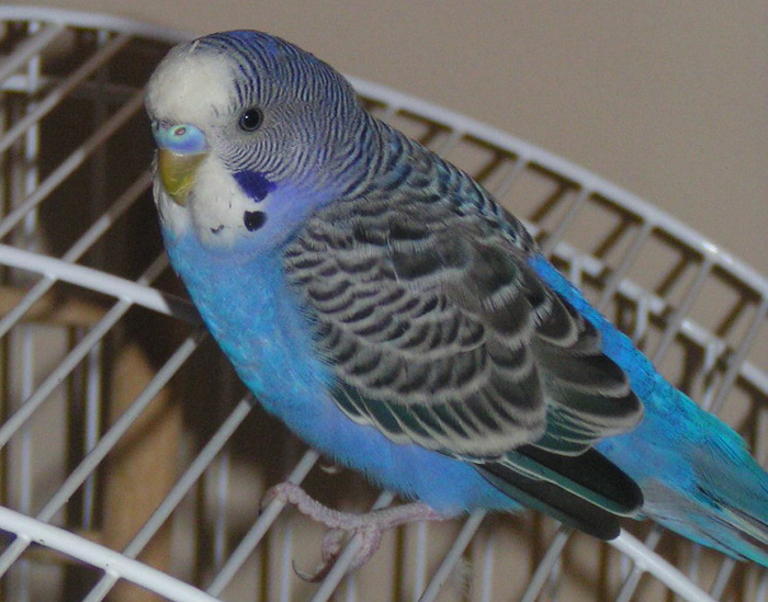 Types of Bacteria that Cause Bumblefoot in Budgies