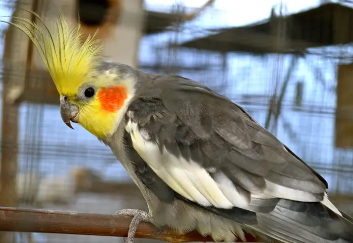 Types of Bird Training Ideal for Cockatiel