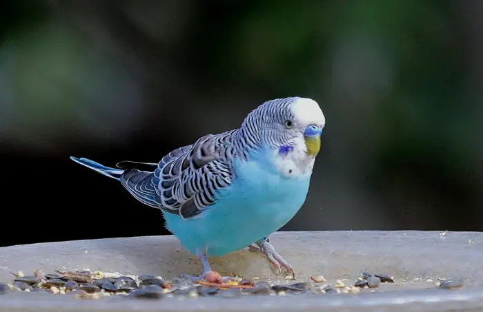 What Not To Do While Taming A Budgie