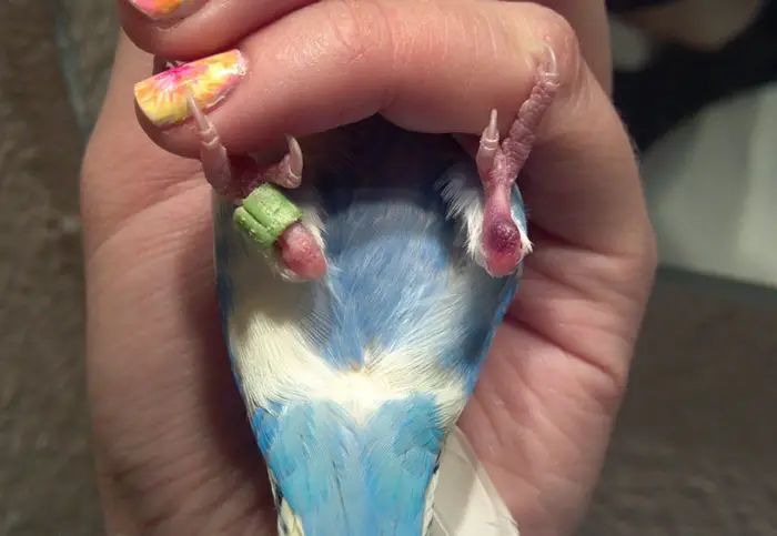 What is Bumblefoot in Budgies