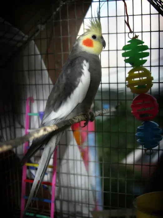 cockatiel cage with perches and other accessories