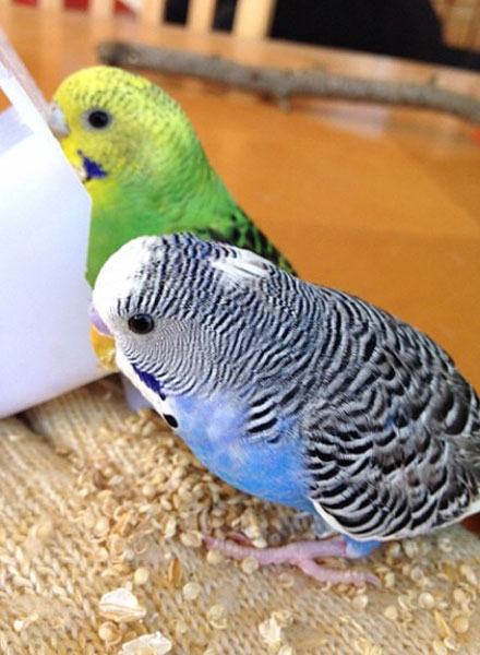 A guide to help identify the gender of your budgie