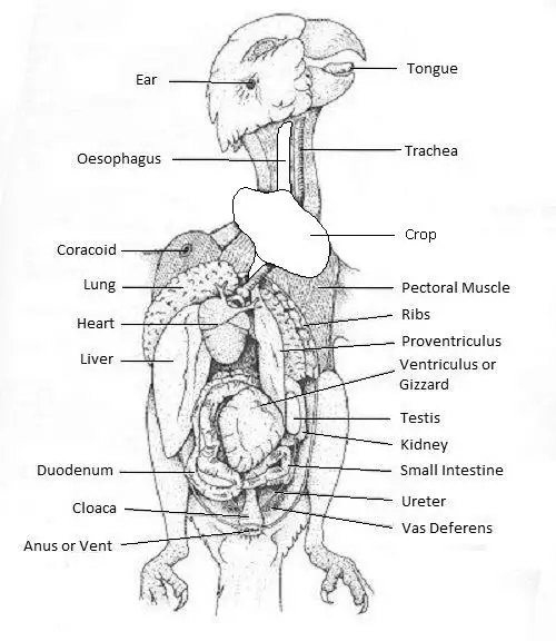 Anatomy and Function of the Budgie Liver