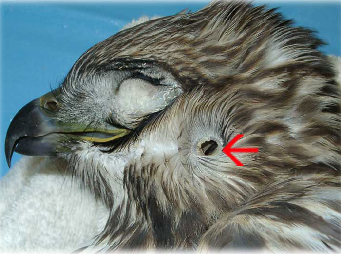 Anatomy of a Hawk’s Ear