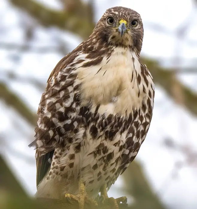 Are Hawks Dangerous To Humans