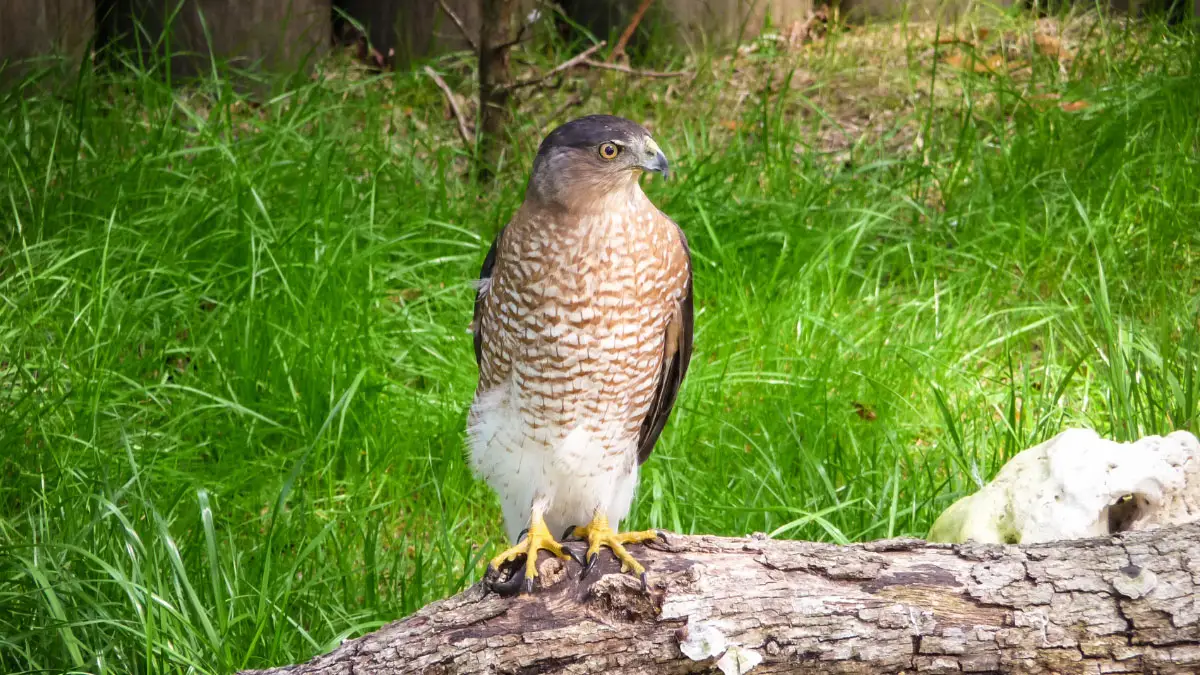 Are Hawks Dangerous To Humans? Will It Attack You?