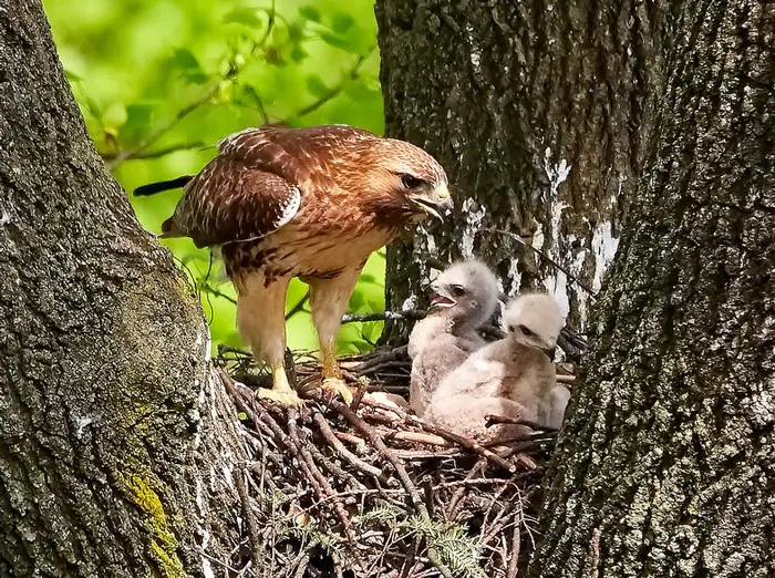 Average Lifespan of Hawks in the Wild